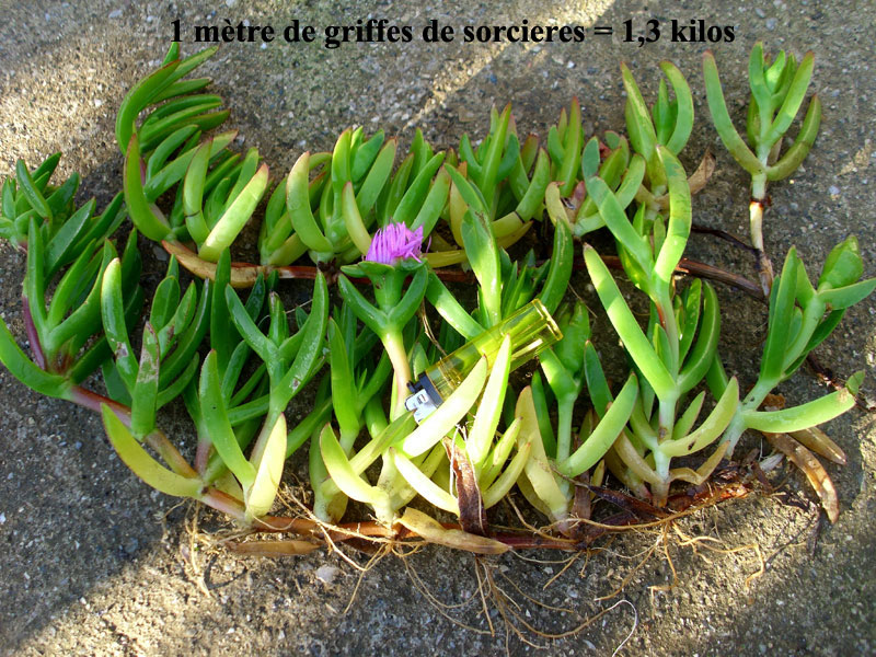 Ficoide Griffes de sorciere